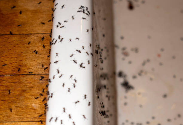 Best Pest Prevention Services  in Buffalo, TX